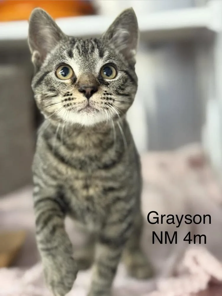 A baby small-sized male Domestic Short Hair cat named Grayson for adoption in Colorado Springs, CO
