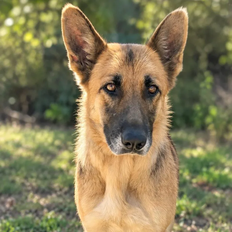 An adult small-sized female German Shepherd Dog dog named Royal for adoption in Buchanan Dam, TX