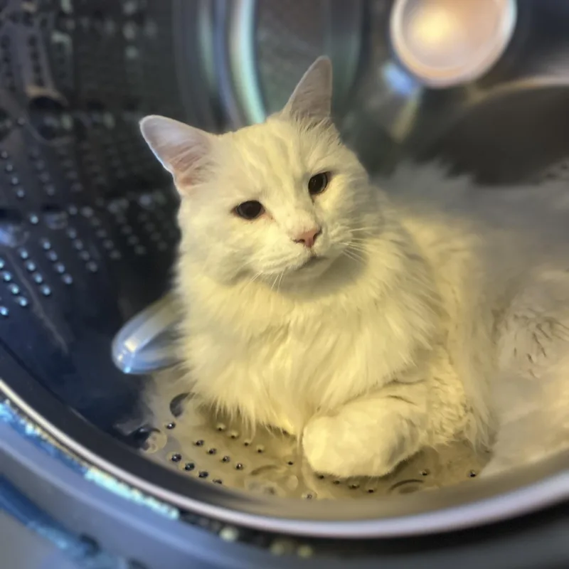 A senior large-sized female White Domestic Long Hair cat named Edith in Colorado for adoption in Cumberland, ME