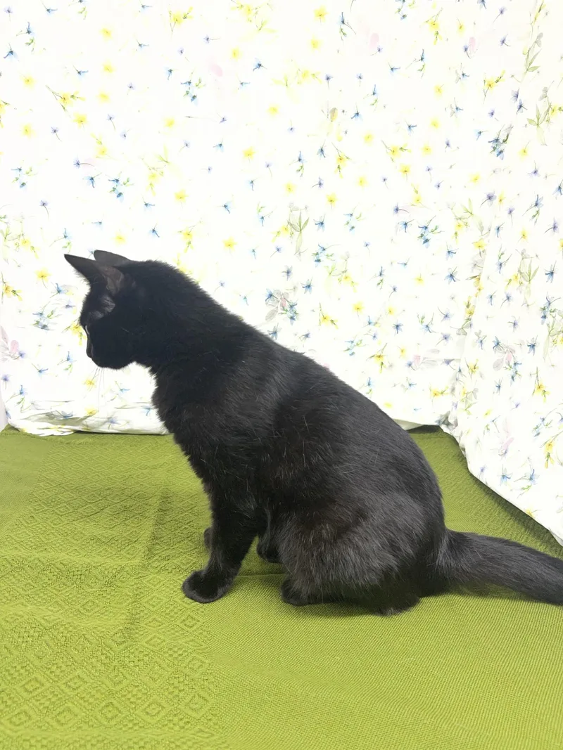 An adult medium-sized female Black Domestic Short Hair cat named Bellatrix for adoption in Upper Sandusky, OH