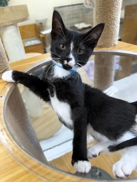A baby small-sized male Black & White / Tuxedo Domestic Short Hair cat named Sawyer for adoption in Medina, OH