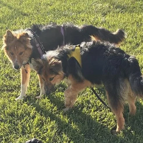 A young medium-sized male Tricolor (Brown, Black, & White) Shetland Sheepdog / Sheltie dog named Brothers Ricky & Morty for adoption in Davis, CA