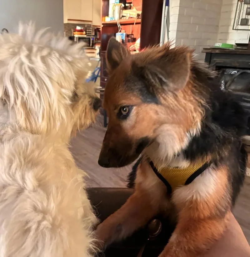 Brothers Ricky & Morty thumbnail 3