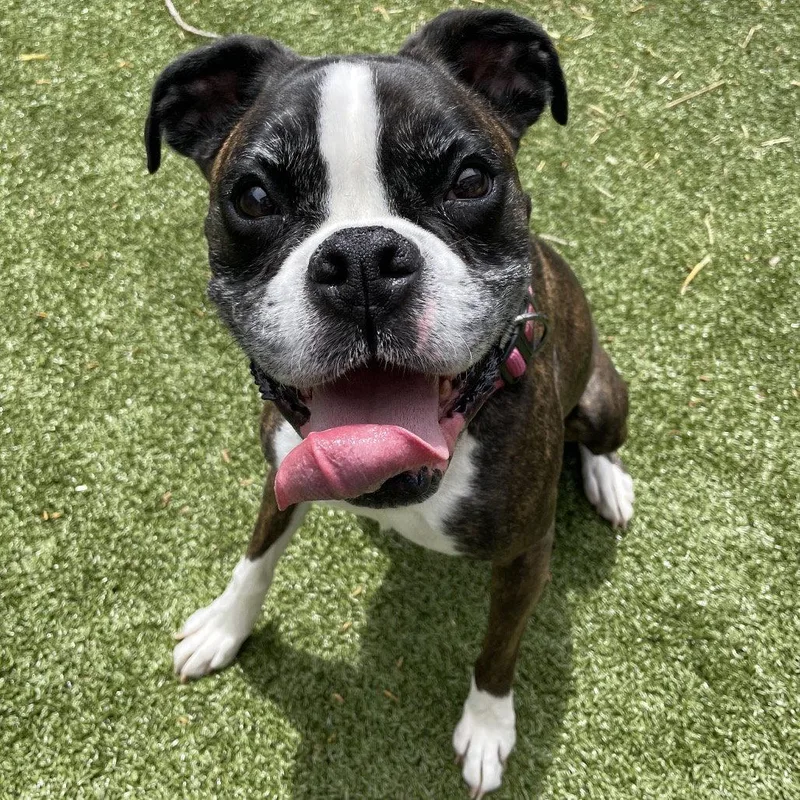 A young medium-sized female Boxer dog named Koozie for adoption in Monticello, NY