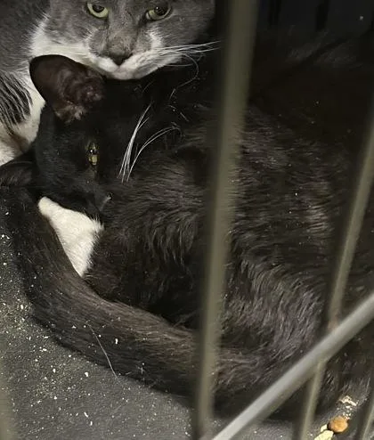 An adult medium-sized male Domestic Short Hair cat named Milo for adoption in Anderson, IN