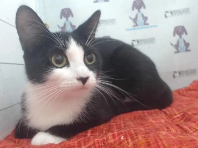 A young small-sized female Domestic Short Hair cat named Tuna for adoption in Orlando, FL