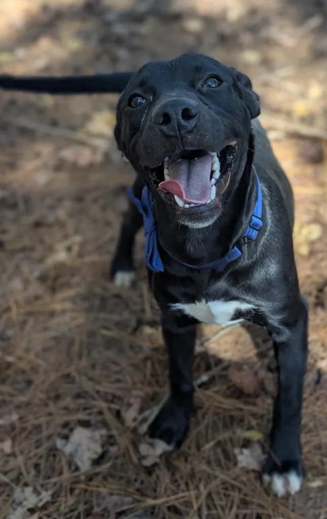A young medium-sized male Mixed Breed dog named Jaskier for adoption in Danielsville, GA