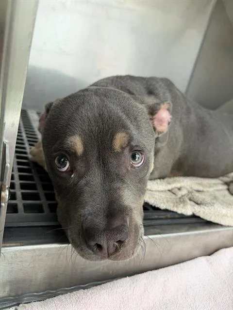 A baby medium-sized male Pit Bull Terrier dog named Palpatine for adoption in Indianapolis, IN
