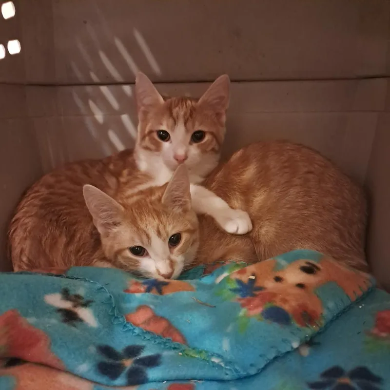 A young large-sized male Orange / Red Domestic Short Hair cat named Waterford for adoption in Concord, NH