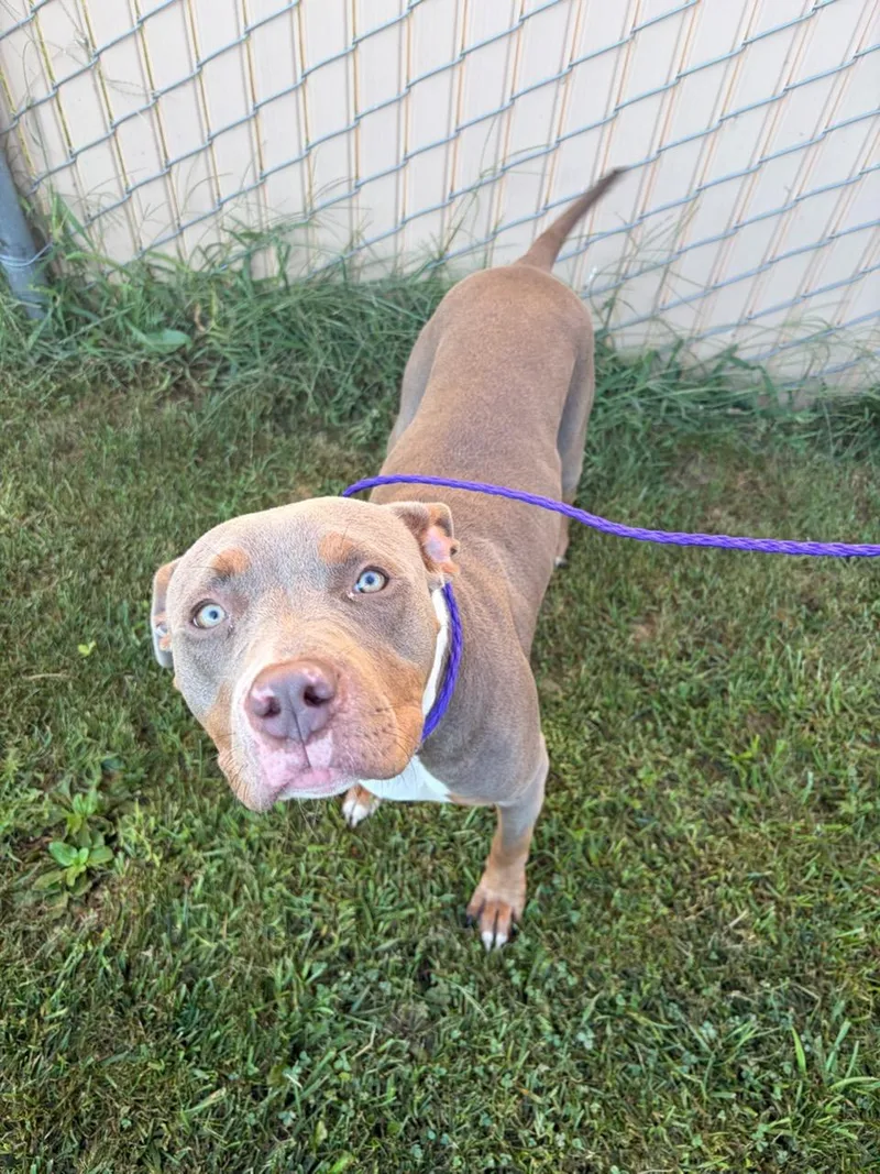 A young medium-sized female Pit Bull Terrier dog named Tilly for adoption in Tiffin, OH