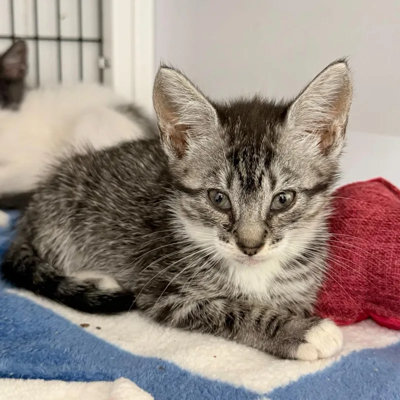 A baby small-sized female Domestic Short Hair cat named Seashell for adoption in Ewing, NJ