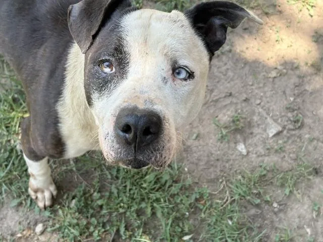 A senior medium-sized male Pit Bull Terrier dog named Jango for adoption in Tulsa, OK