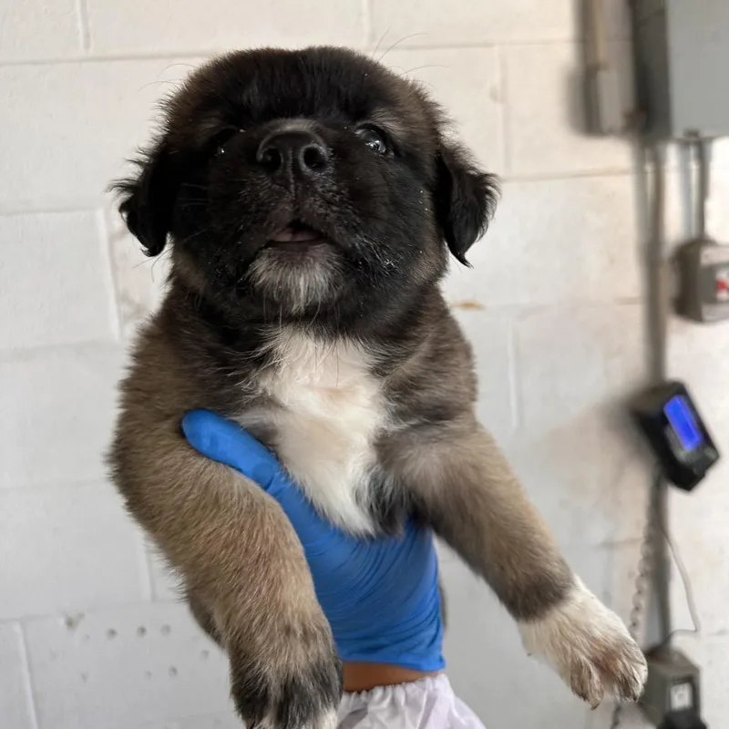 A baby small-sized female Brown / Chocolate German Shepherd Dog dog named Crispina for adoption in Edinburg, TX