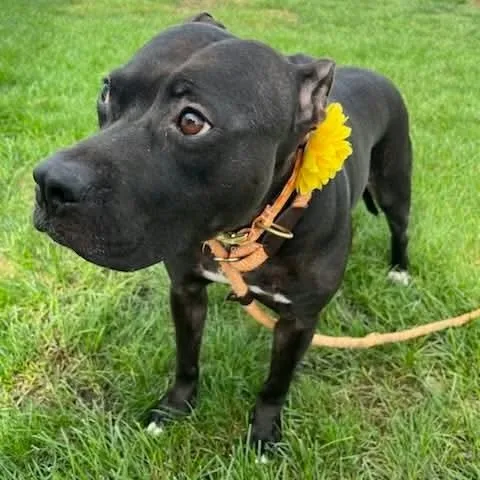 A young medium-sized female Terrier dog named Brune for adoption in Minooka, IL