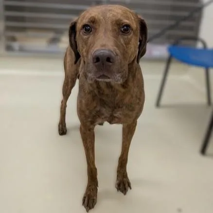 An adult large-sized female Labrador Retriever dog named Copper for adoption in Columbia, MD