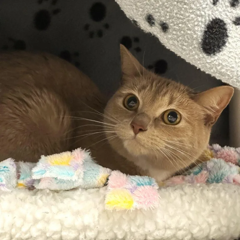 An adult small-sized female Orange / Red Domestic Medium Hair cat named Fae for adoption in Alexandria, VA