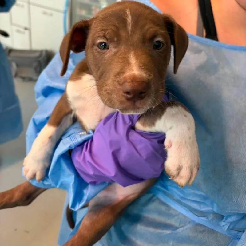 A baby small-sized male Brown / Chocolate Mixed Breed dog named Corona for adoption in Huntington, WV