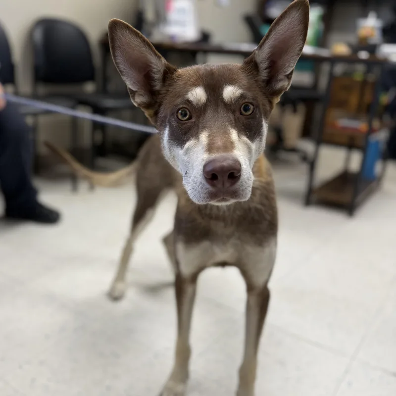 An adult medium-sized female Siberian Husky dog named Nala for adoption in Oakdale, CA