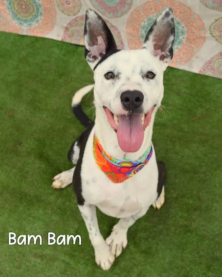 A baby medium-sized male Terrier dog named Bam Bam for adoption in Gautier, MS
