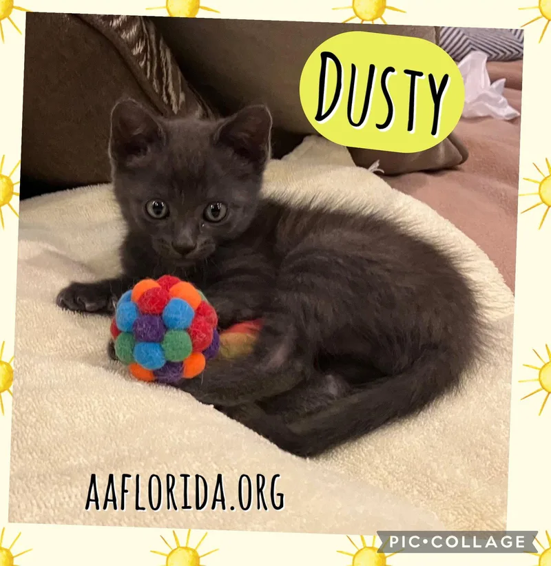 A young medium-sized male Gray / Blue / Silver Domestic Short Hair cat named Dusty for adoption in Pensacola, FL