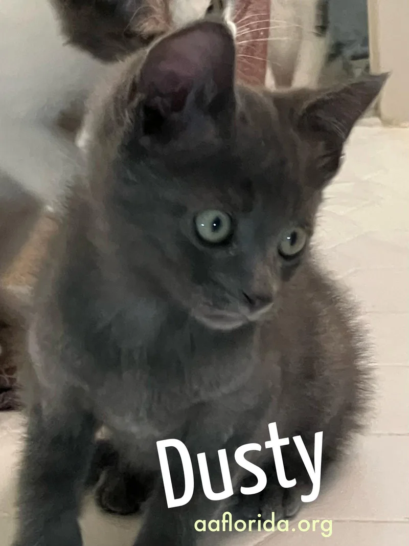 Dusty thumbnail 2