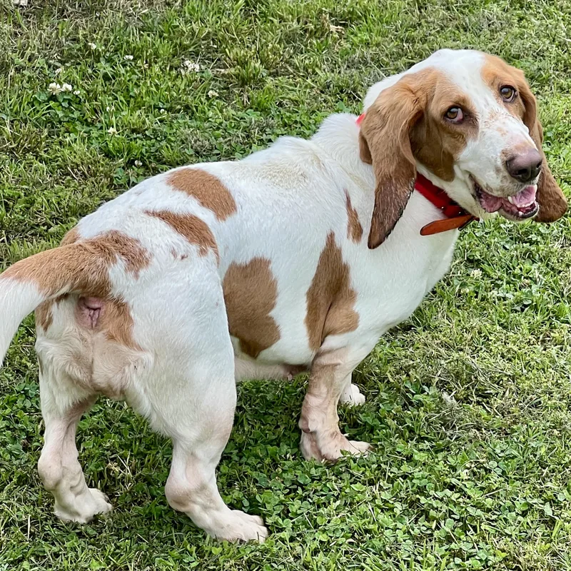 An adult medium-sized female Basset Hound dog named Blossom Cute Bassett for adoption in Tulsa, OK