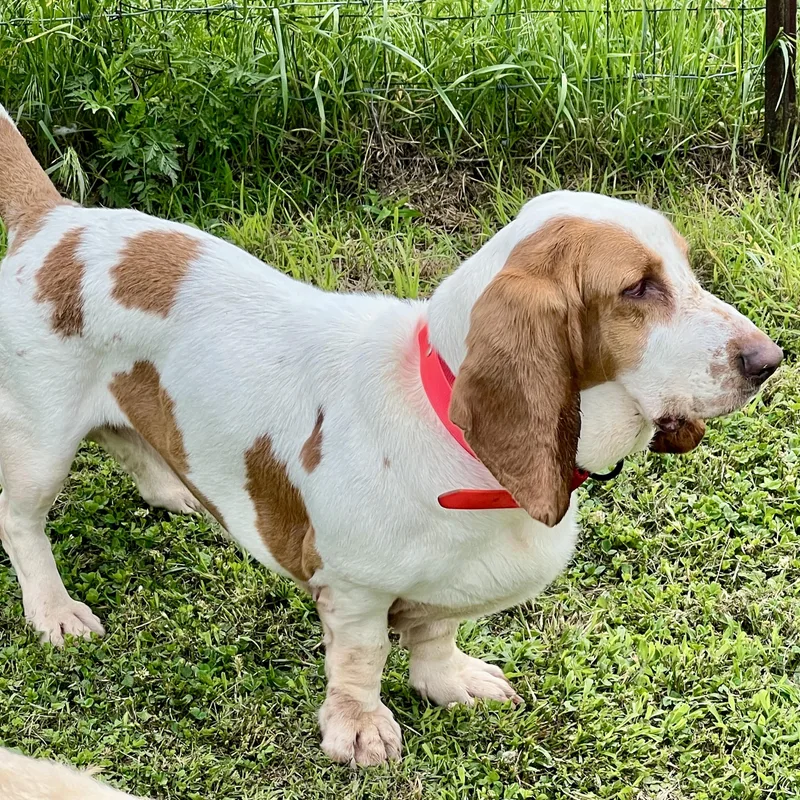 Blossom  Cute Bassett thumbnail 2