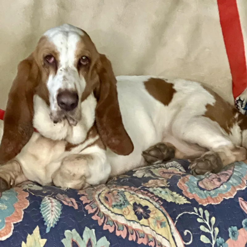 Blossom  Cute Bassett thumbnail 3