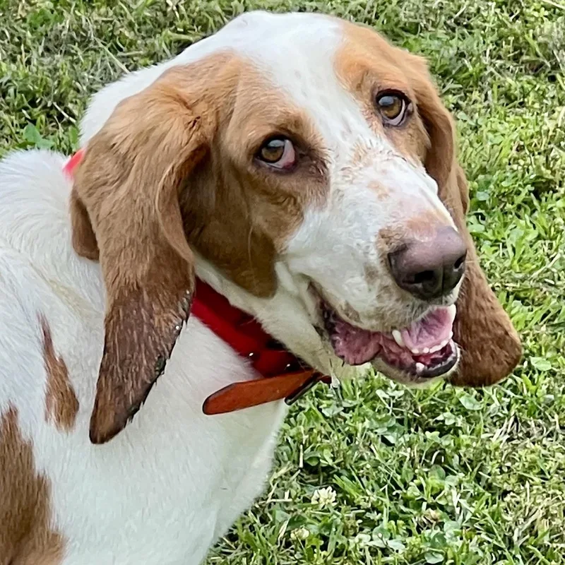 Blossom  Cute Bassett thumbnail 4