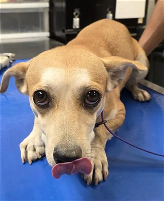 An adult small-sized male Chihuahua dog named Turkey for adoption in Phoenix, AZ