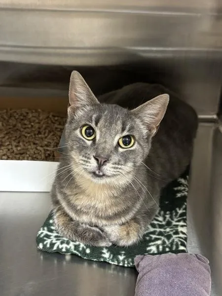 A young small-sized female Domestic Short Hair cat named Narwhal for adoption in Sherwood, OR