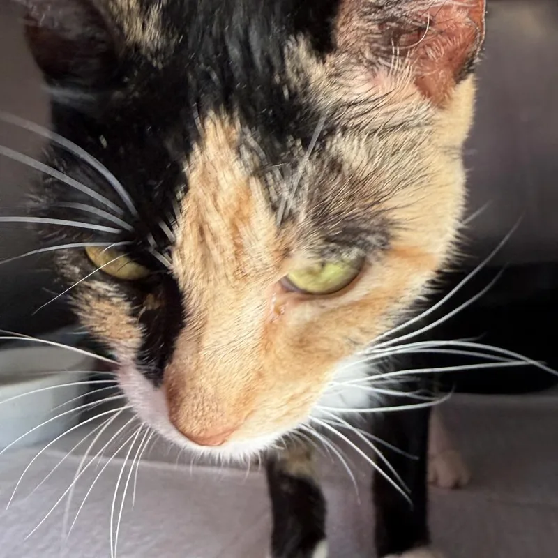 An adult medium-sized female Black Domestic Short Hair cat named Mary for adoption in Ponca City, OK