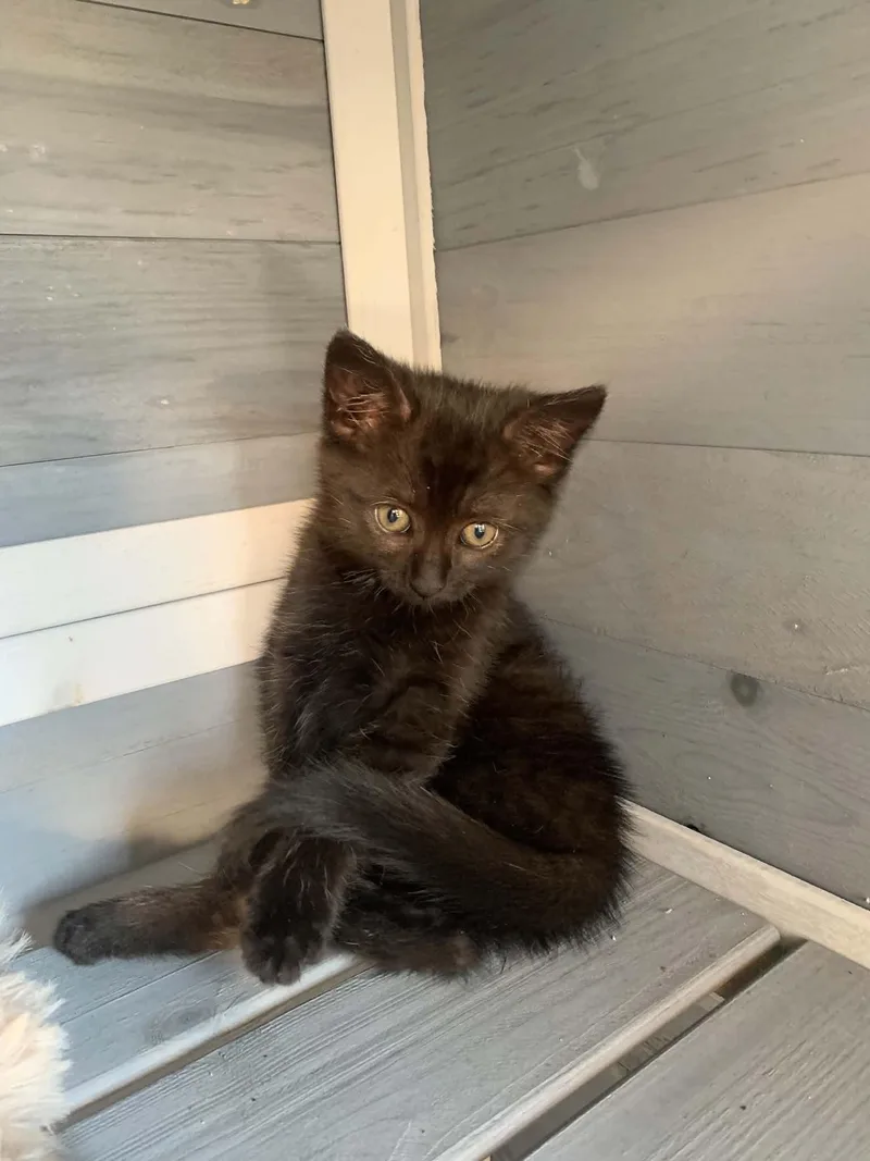A baby medium-sized female Black Domestic Short Hair cat named Lemon for adoption in Charleston, SC