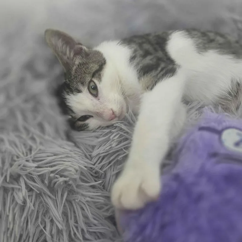 A baby small-sized male Brown / Chocolate Domestic Short Hair cat named Chance for adoption in Delaware, OH