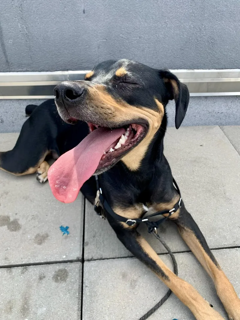 Zzcourtesy Listing For Oscar thumbnail 2