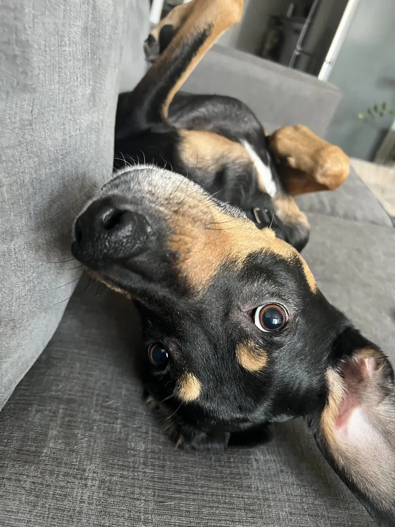 Zzcourtesy Listing For Oscar thumbnail 3