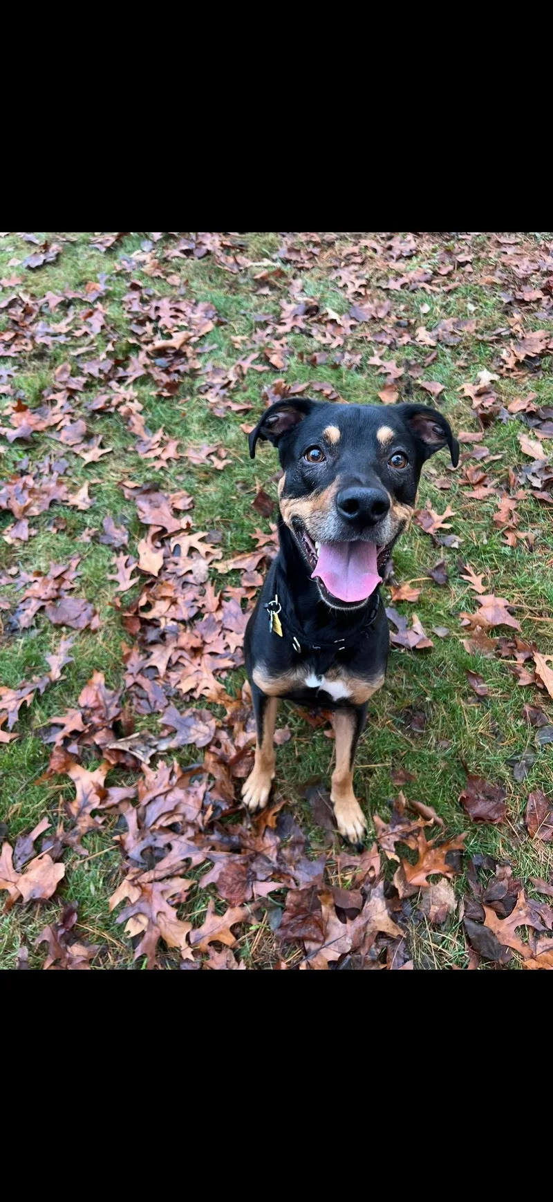 Zzcourtesy Listing For Oscar