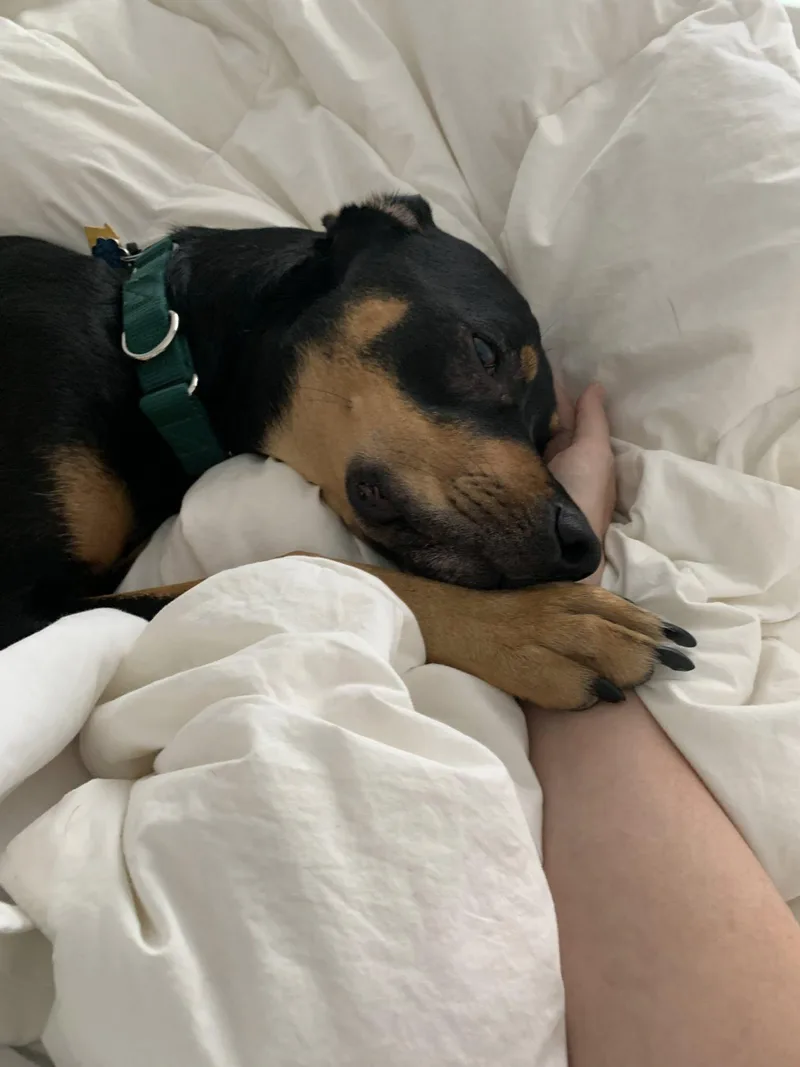 Zzcourtesy Listing For Oscar thumbnail 4