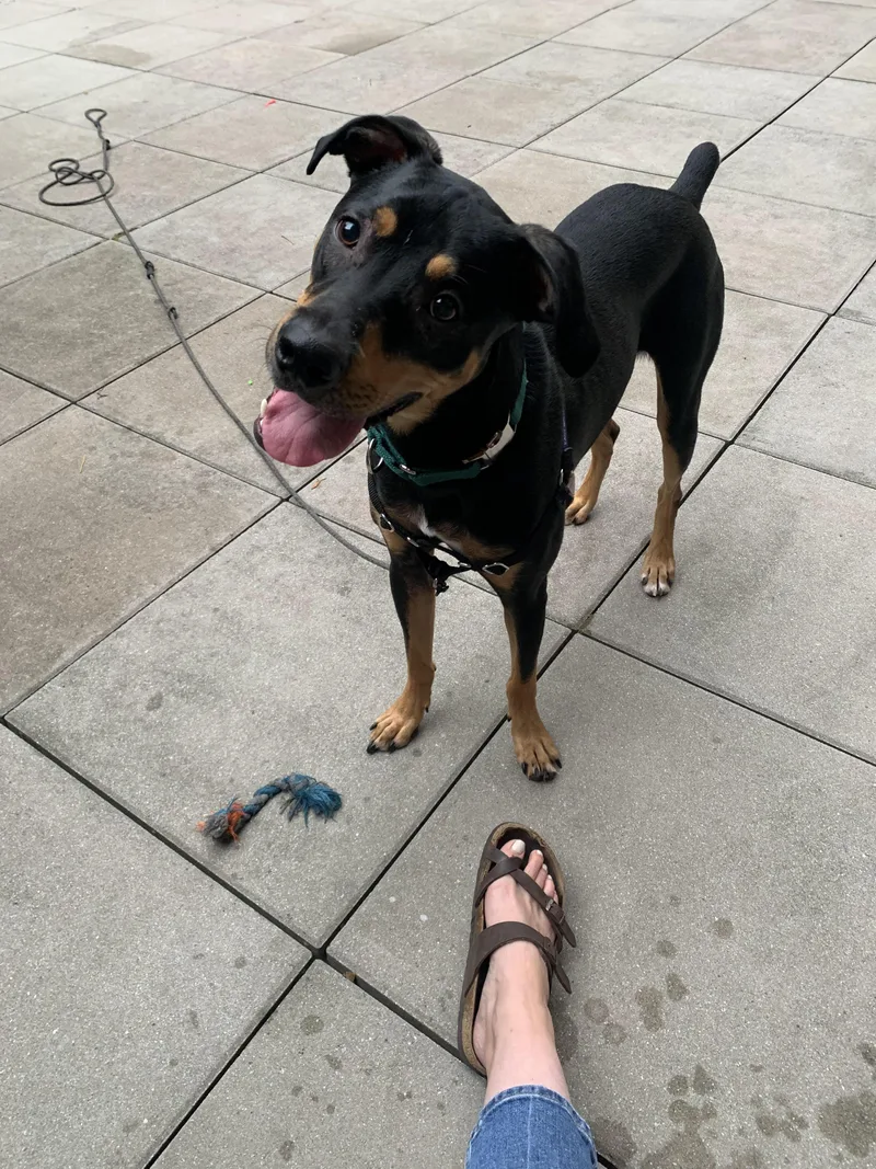 Zzcourtesy Listing For Oscar thumbnail 5