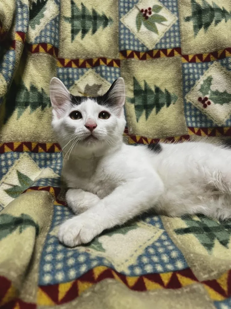 A young medium-sized male Black & White / Tuxedo Domestic Medium Hair cat named Sam for adoption in Jackson, MI