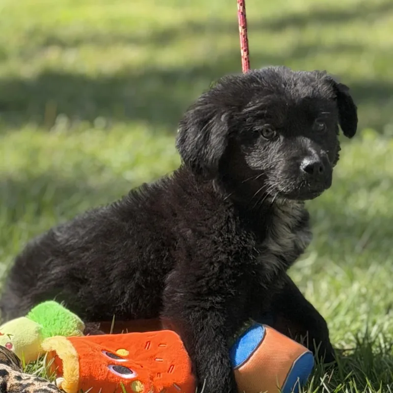 A baby small-sized male Shepherd dog named Dublin for adoption in Locust Fork, AL
