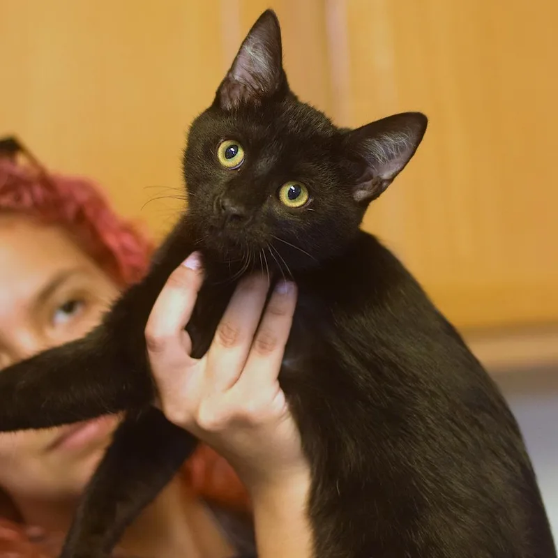 A baby medium-sized male Black Domestic Short Hair cat named Marshmellow for adoption in Belleville, IL