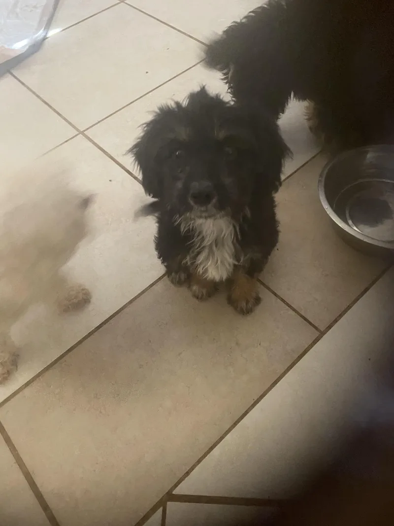 A baby small-sized male Aussiedoodle dog named Abraham  Moses  for adoption in Moreno Valley, CA