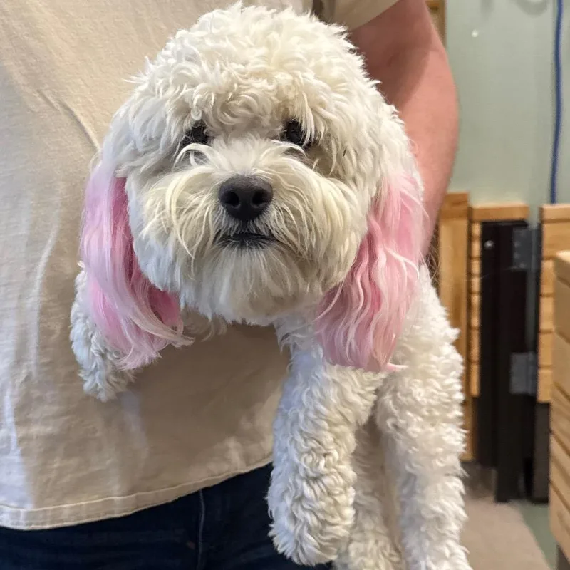 A young small-sized male White / Cream Maltese dog named Iepastray for adoption in Upland, CA