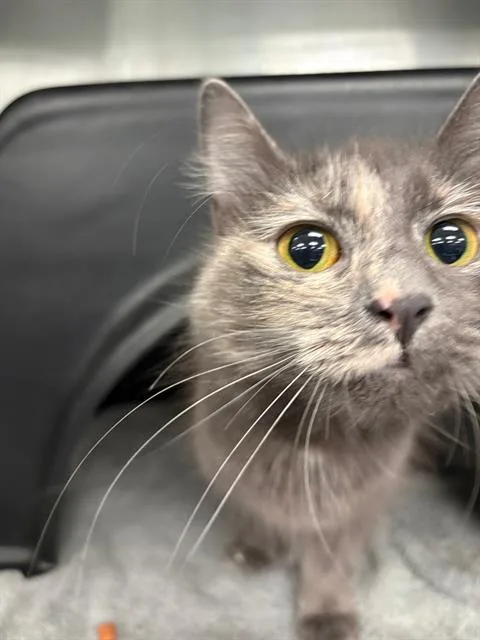 A baby small-sized male Domestic Short Hair cat named Greyson for adoption in Dallas, TX