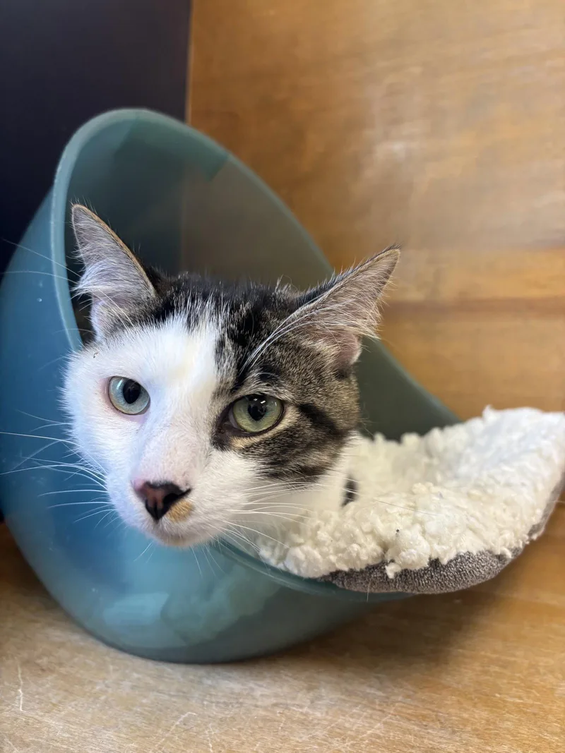 A young medium-sized male Domestic Short Hair cat named Phantom for adoption in Hopewell, VA