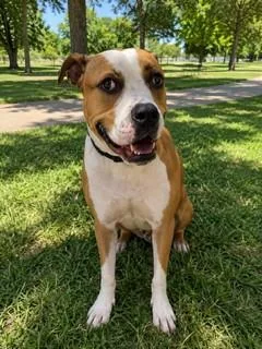 A young large-sized male American Bulldog dog named Knox for adoption in Miami, FL