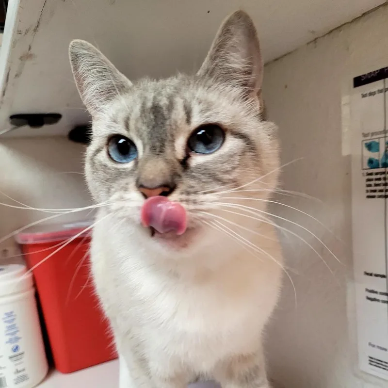 A young medium-sized female Domestic Short Hair cat named Maisey for adoption in Allyn, WA