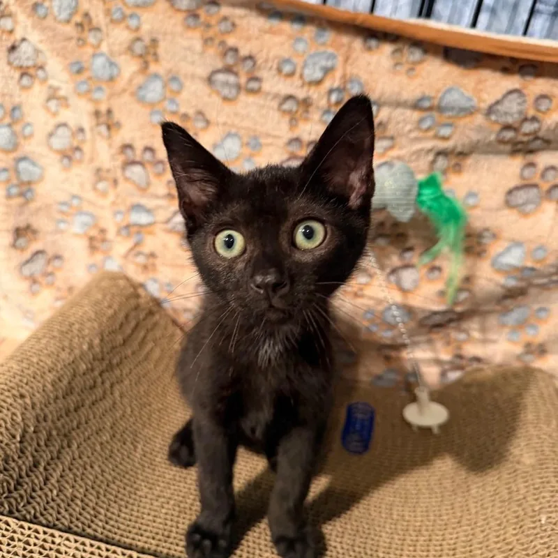 A baby medium-sized male Black American Shorthair cat named Licorice for adoption in Staten Island, NY