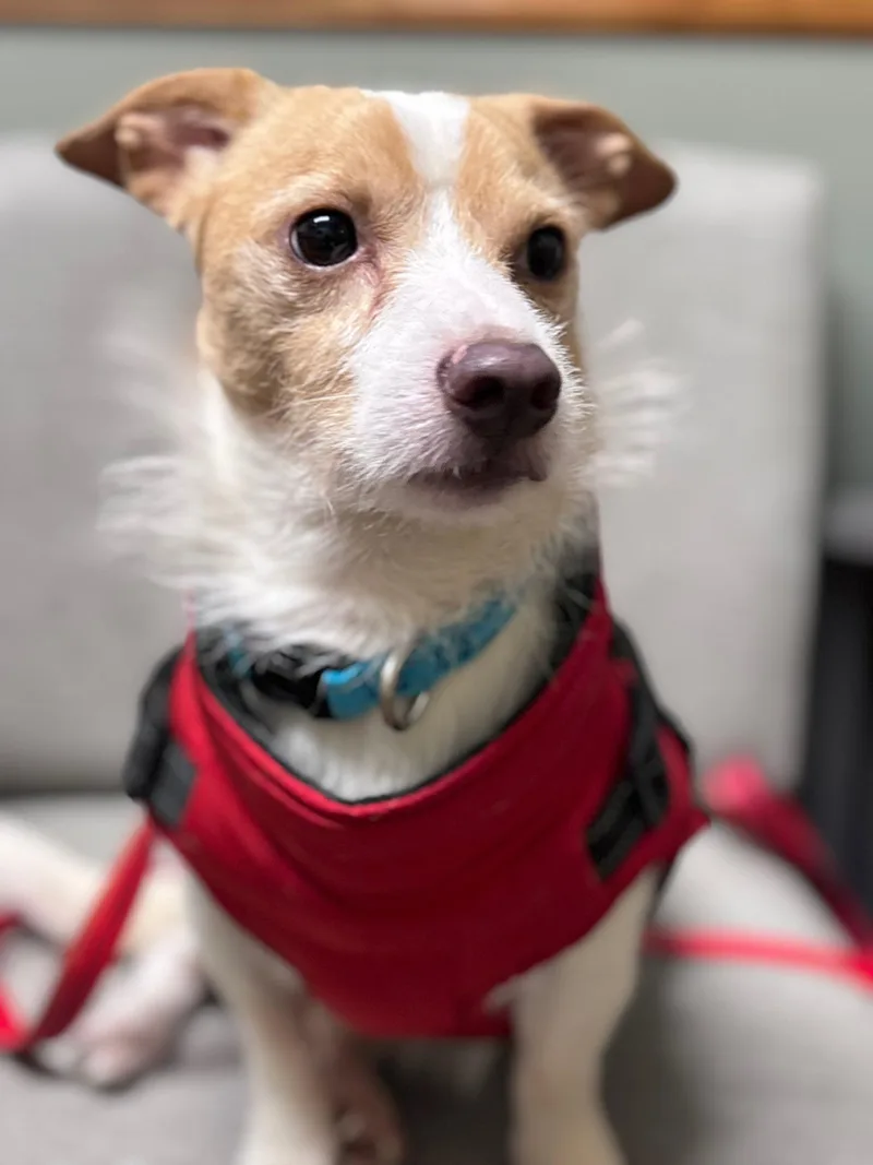 An adult small-sized male Cardigan Welsh Corgi dog named Muffin for adoption in Terre Haute, IN